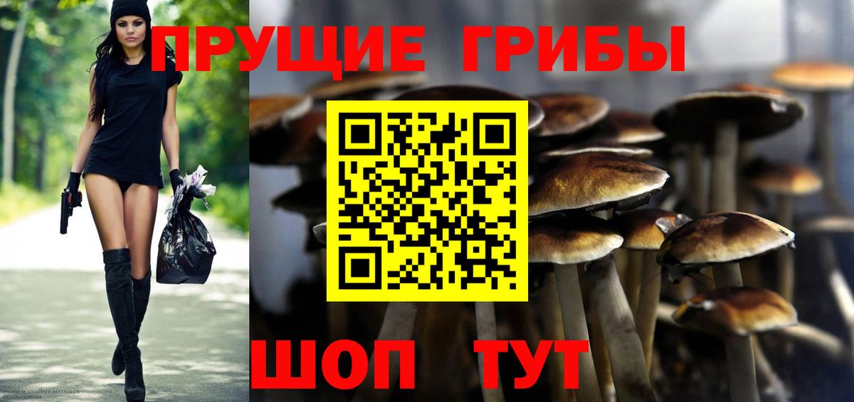 Назрань  Галлюциногенные грибы Psilocybine cubensis  Вход с VPN 